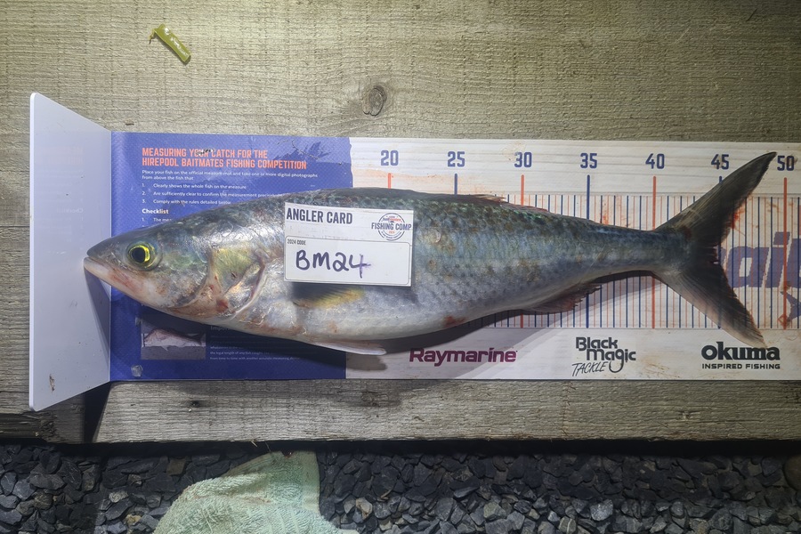 Rebecca Edmeades caught this 44.5cm Kahawai at Waikato during The Export NZ Fishing Competition