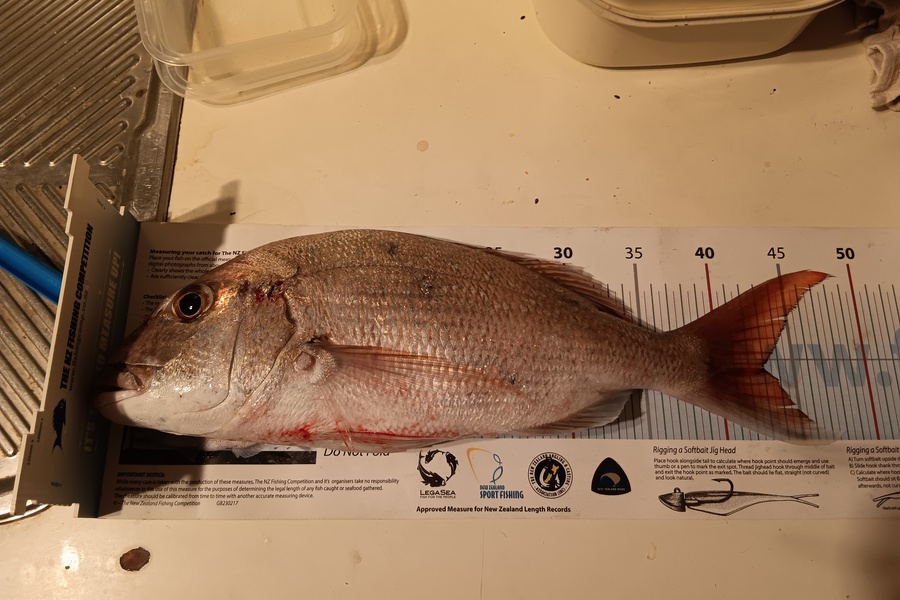 Simon Adamson caught this 43.0cm Snapper at Auckland during The Export NZ Fishing Competition