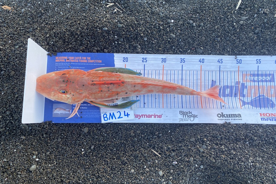 Shamus Brophy caught this 44.5cm Gurnard at Hawkes Bay during The Export NZ Fishing Competition