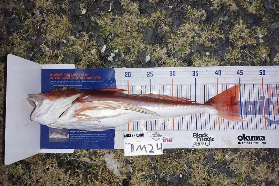 Jahlin Tehiko caught this 44.5cm Gurnard at Hawkes Bay during The Export NZ Fishing Competition