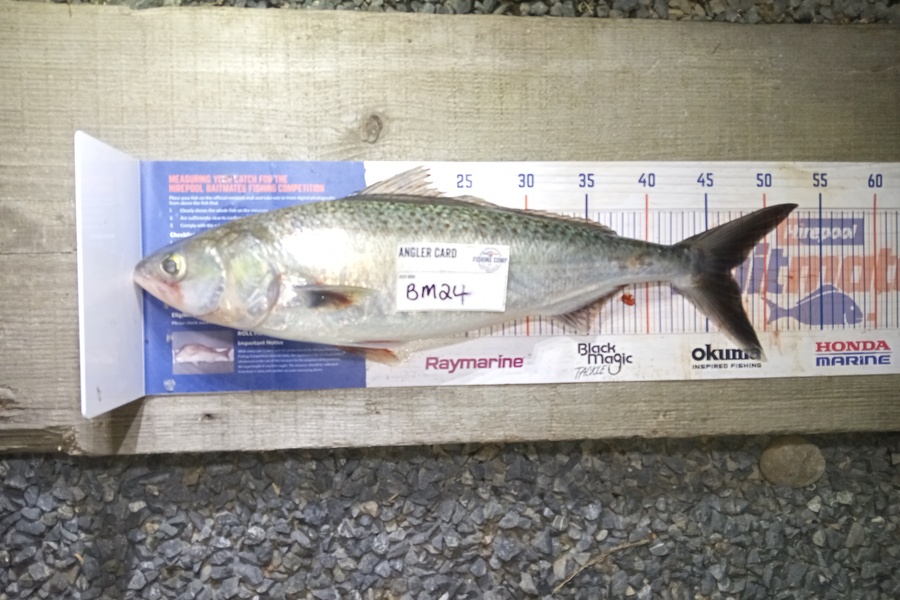 Yvonne Jones caught this 47.0cm Kahawai at Waikato during The Export NZ Fishing Competition