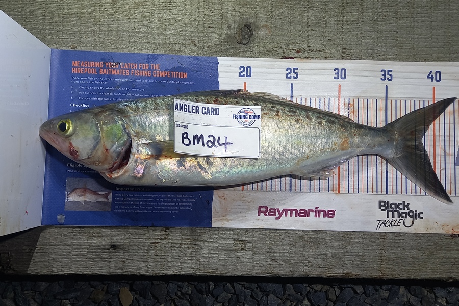 Clinton Jones caught this 37.5cm Kahawai at Waikato during The Export NZ Fishing Competition