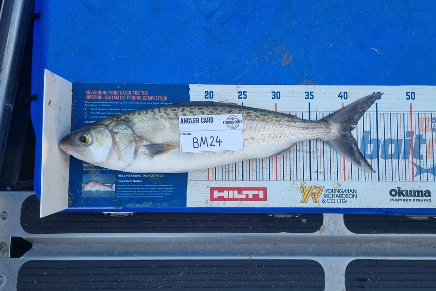 Jayden Emtage caught this 41.0cm Kahawai at Northland during The Export NZ Fishing Competition