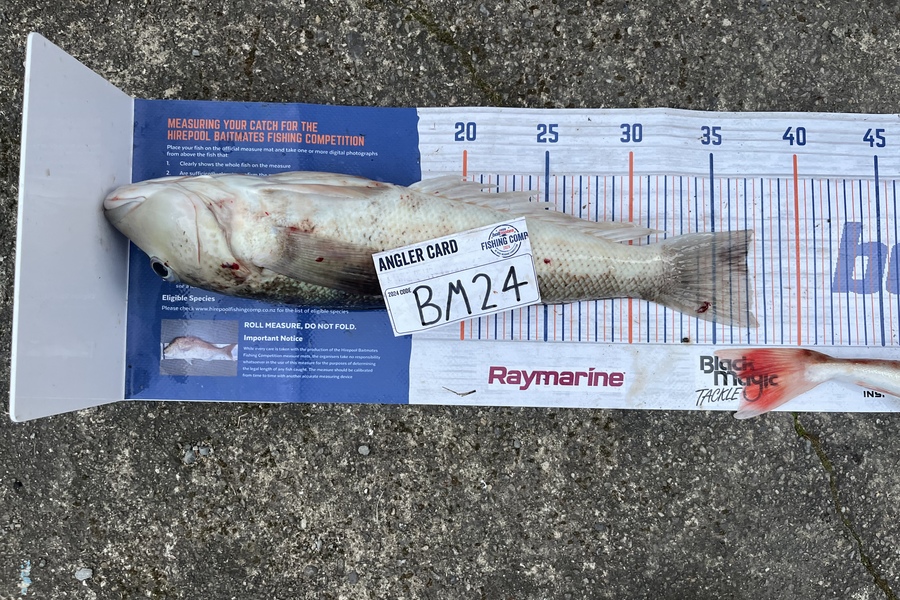Tane Stephens caught this 37.0cm Blue Cod at Nelson/Marlborough during The Export NZ Fishing Competition