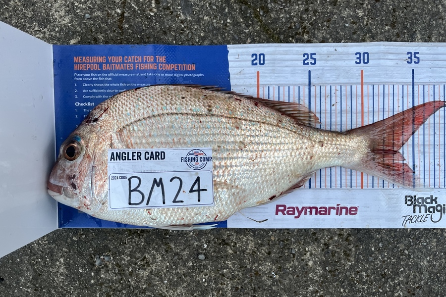 Tane Stephens caught this 33.5cm Snapper at Nelson/Marlborough during The Export NZ Fishing Competition