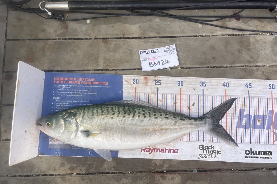 Kayden Russell caught this 38.5cm Kahawai at Northland during The Export NZ Fishing Competition