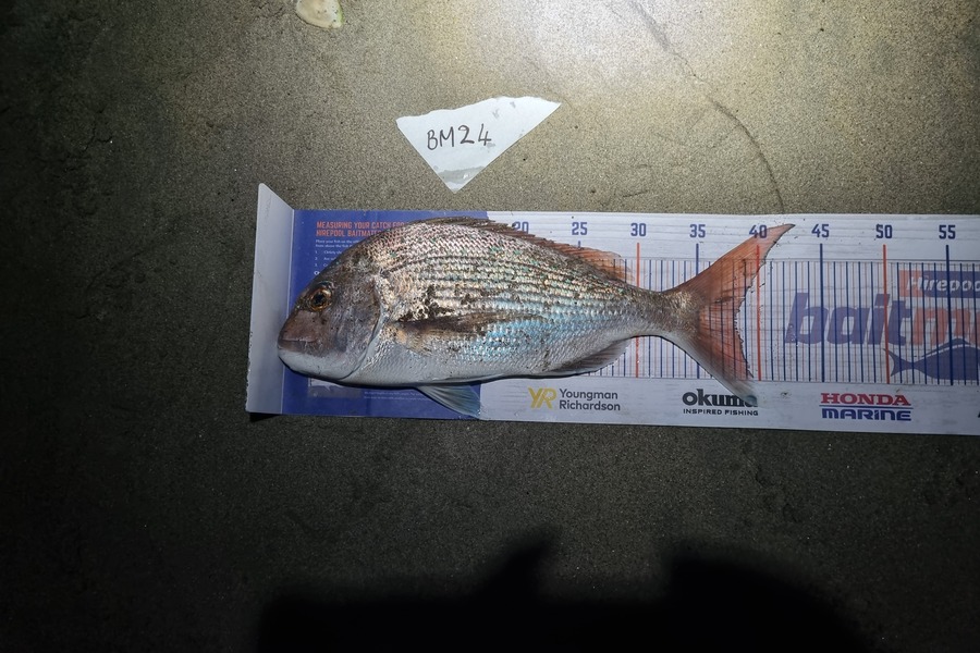 Michael Brown caught this 38.0cm Snapper at Bay of Plenty during The Export NZ Fishing Competition