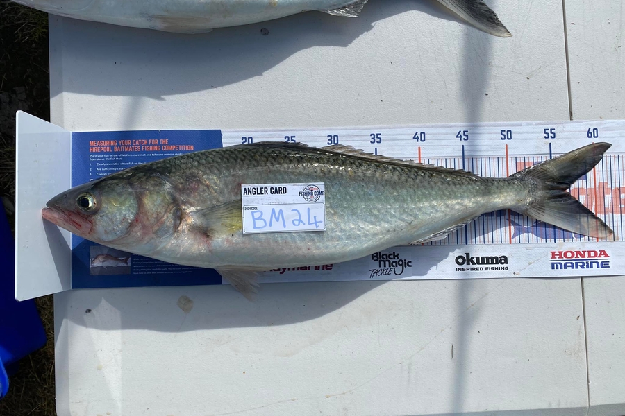 Zachary McCallum caught this 56.0cm Kahawai at Manawatu during The Export NZ Fishing Competition