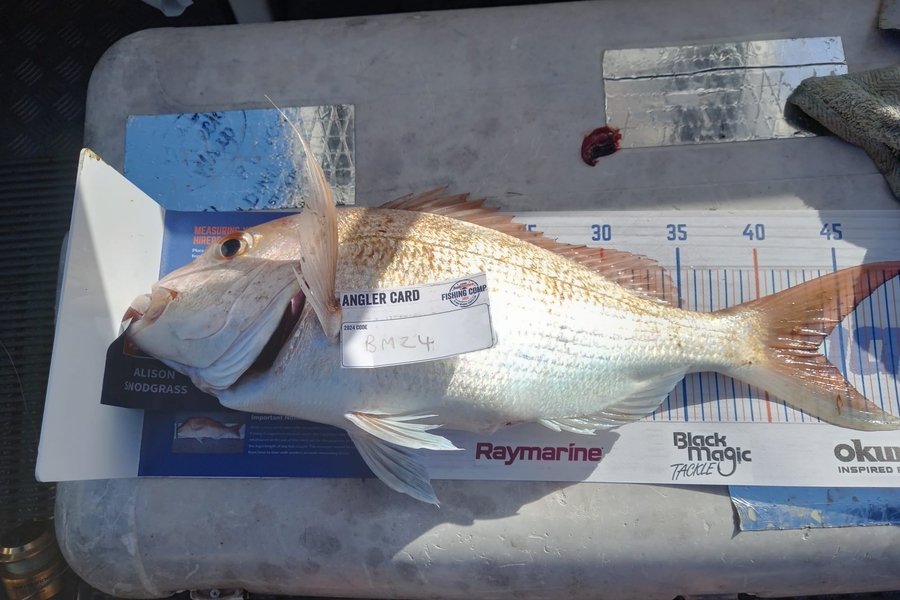 Alison Snodgrass caught this 43.0cm Snapper at Coromandel during The Export NZ Fishing Competition