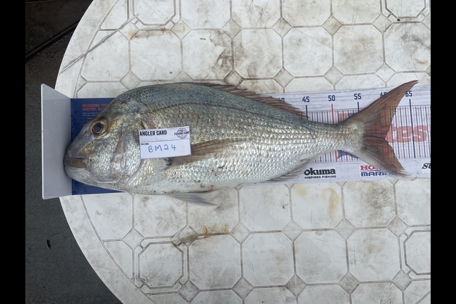 David Tepania caught this 59.5cm Snapper at Northland during The Export NZ Fishing Competition