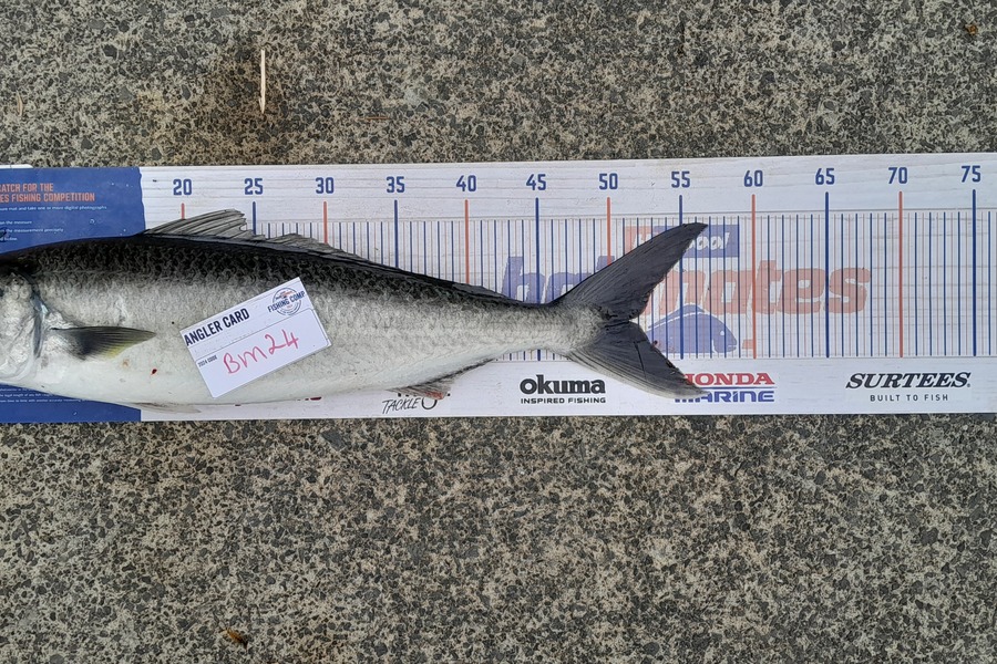 Joseph Samson caught this 51.0cm Kahawai at Northland during The Export NZ Fishing Competition