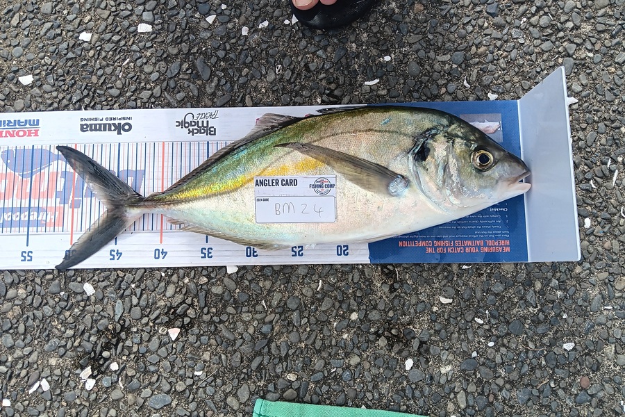 Shaun Rutherford caught this 46.0cm Trevally at Bay of Plenty during The Export NZ Fishing Competition