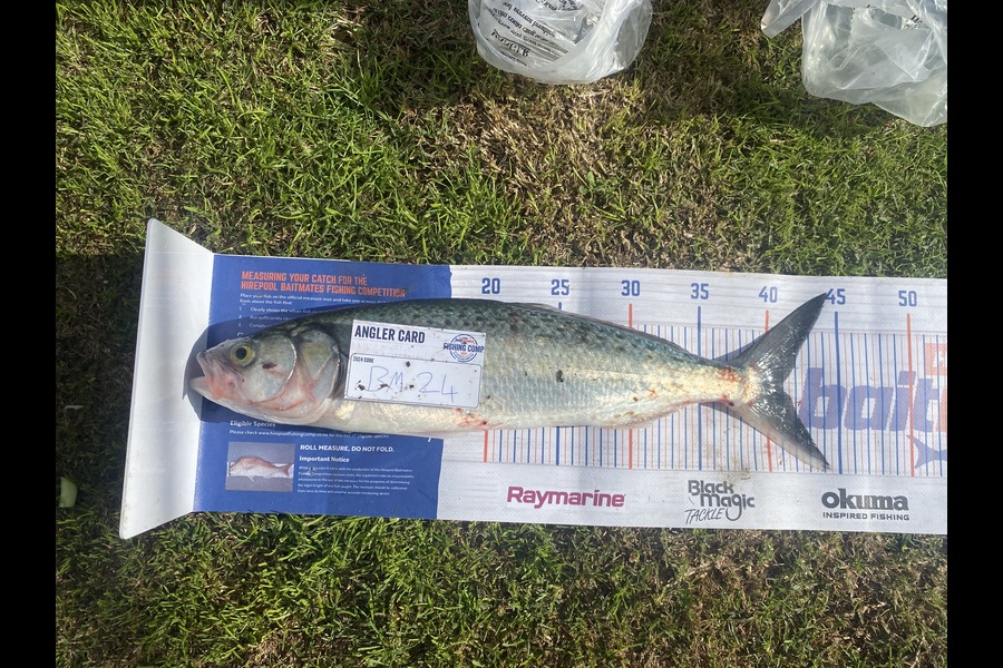Daniel Gallaghan caught this 41.0cm Kahawai at Bay of Plenty during The Export NZ Fishing Competition