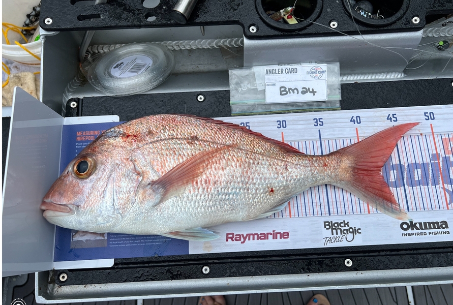 Jason Shaw caught this 42.0cm Snapper at Coromandel during The Export NZ Fishing Competition