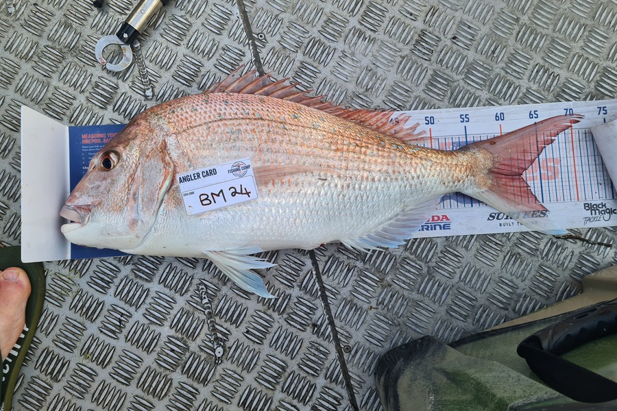 Jason Muir caught this 62.0cm Snapper at Nelson/Marlborough during The Export NZ Fishing Competition