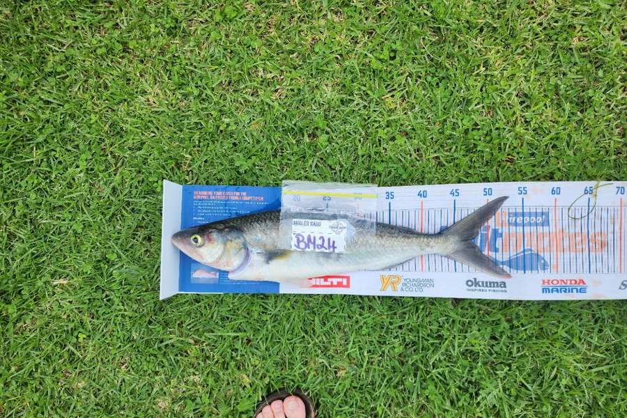 Les McGoram  caught this 46.5cm Kahawai at Auckland during The Export NZ Fishing Competition