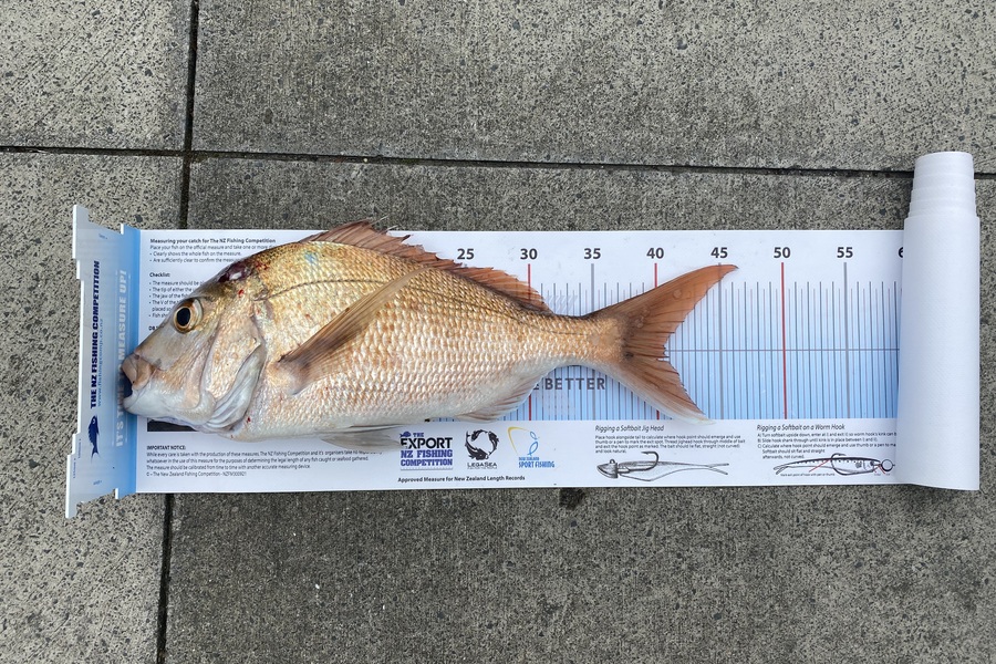 Francois Germishuizen caught this 40.5cm Snapper at Auckland during The Export NZ Fishing Competition