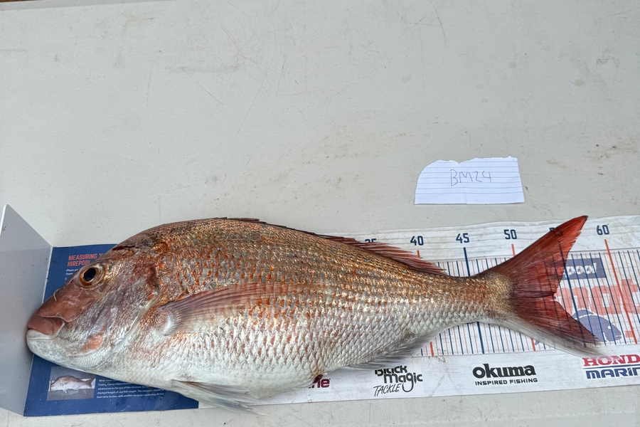 Matthew Schoonderwoerd caught this 53.0cm Snapper at Bay of Plenty during The Export NZ Fishing Competition