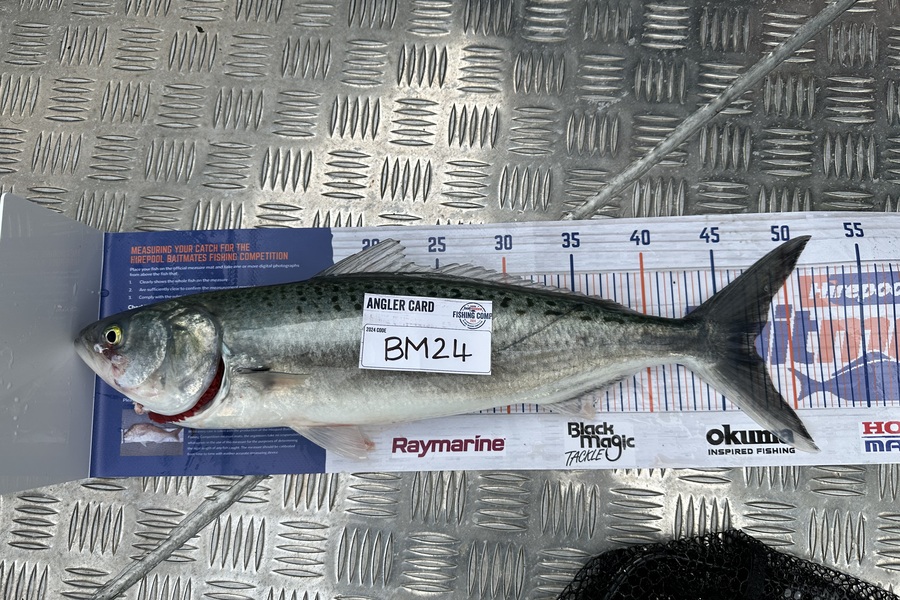 Ollie Wilkinson caught this 47.0cm Kahawai at Northland during The Export NZ Fishing Competition