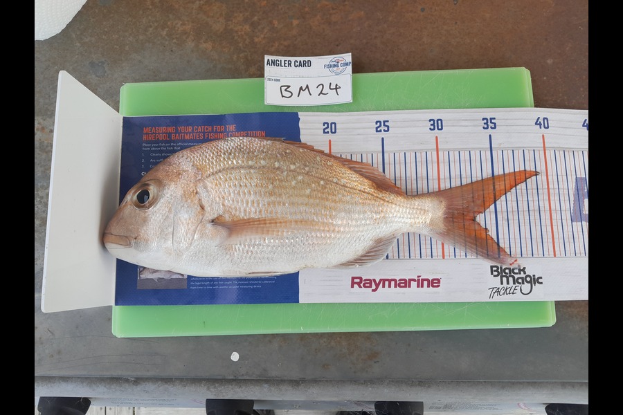 Calvin Smith caught this 33.0cm Snapper at Coromandel during The Export NZ Fishing Competition