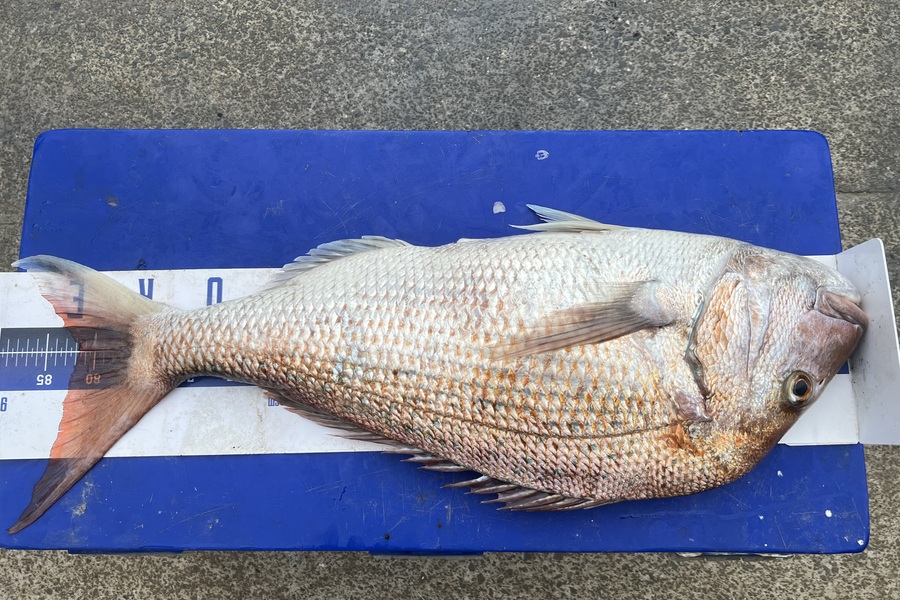 Steph Treadwell caught this 81.5cm Snapper at Auckland during The Export NZ Fishing Competition