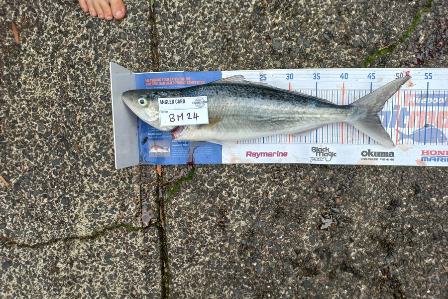 Richard Lancaster caught this 43cm Kahawai at Auckland during The Export NZ Fishing Competition