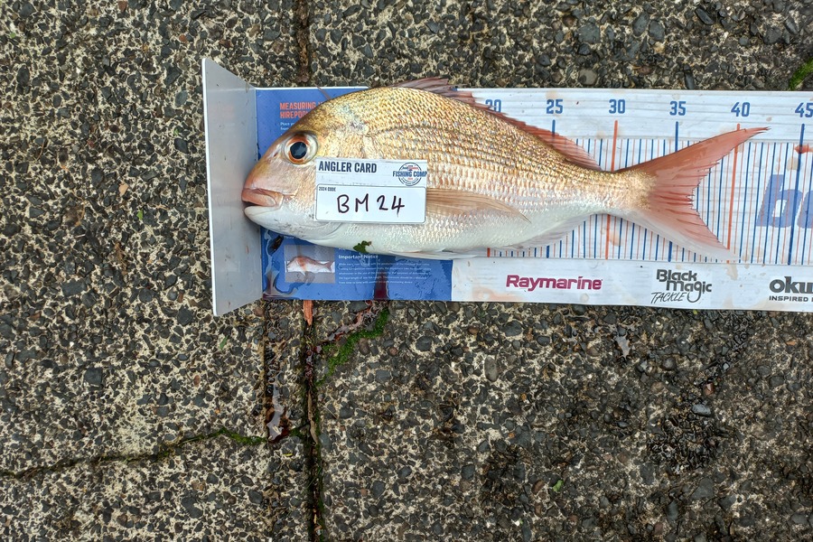Richard Lancaster caught this 36.0cm Snapper at Auckland during The Export NZ Fishing Competition