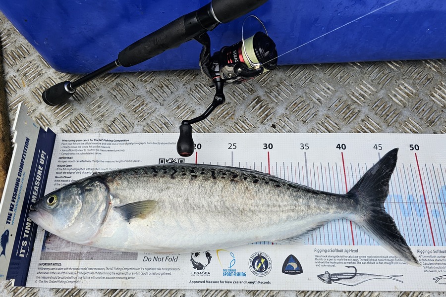 Brian  Gallogly caught this 44.0cm Kahawai at Auckland during The Export NZ Fishing Competition