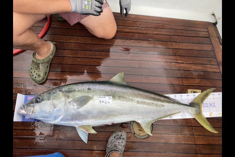 Joseph Heta caught this 129.5cm Kingfish at Northland during The Export NZ Fishing Competition