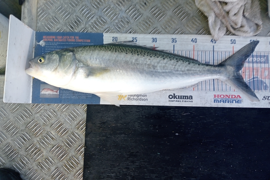 Tim  McKenzie caught this 51.5cm Kahawai at Hawkes Bay during The Export NZ Fishing Competition