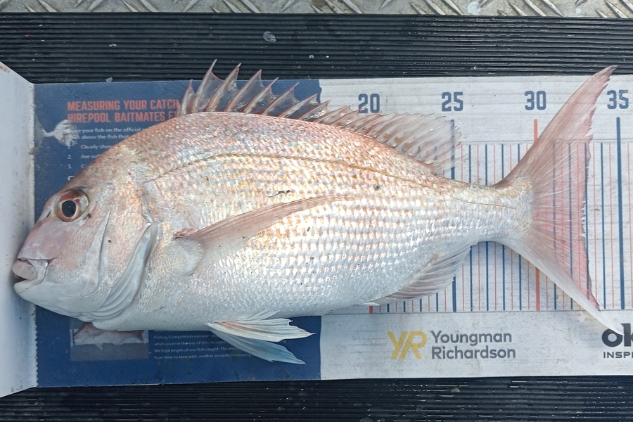 Tim  McKenzie caught this 32.5cm Snapper at Hawkes Bay during The Export NZ Fishing Competition