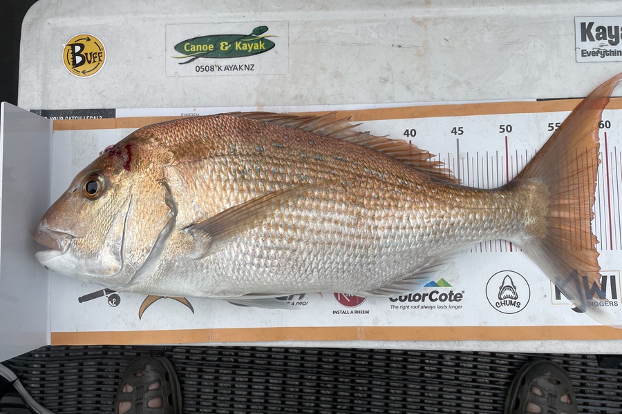 Steve Haines caught this 58.0cm Snapper at Northland during The Export NZ Fishing Competition