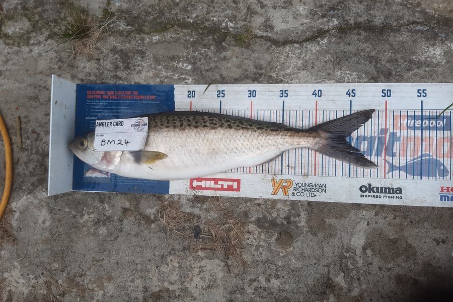 Clinton Emtage caught this 44.5cm Kahawai at Northland during The Export NZ Fishing Competition