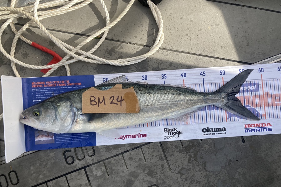David Monagan caught this 52.5cm Kahawai at Hawkes Bay during The Export NZ Fishing Competition