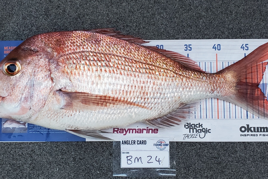 Simon Roberts caught this 47.0cm Snapper at Coromandel during The Export NZ Fishing Competition