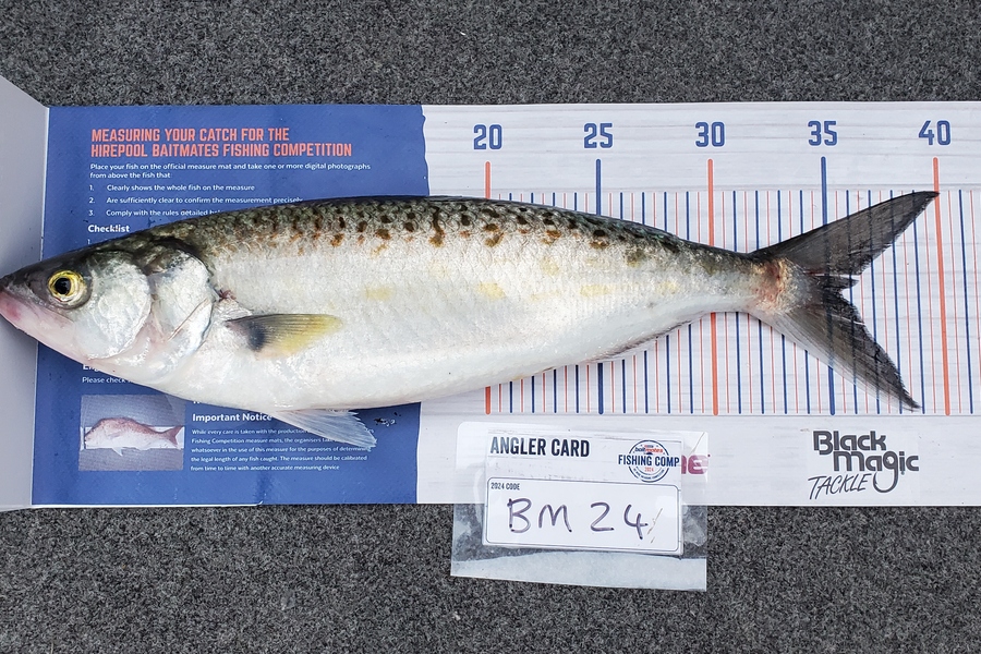 Simon Roberts caught this 35.5cm Kahawai at Coromandel during The Export NZ Fishing Competition