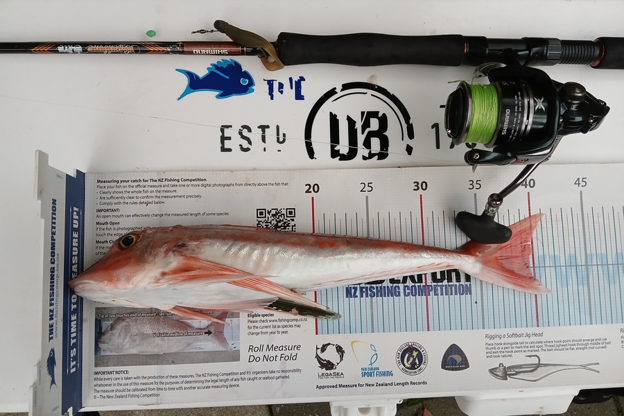 Ngaire Boreham caught this 39.5cm Gurnard at Coromandel during The Export NZ Fishing Competition