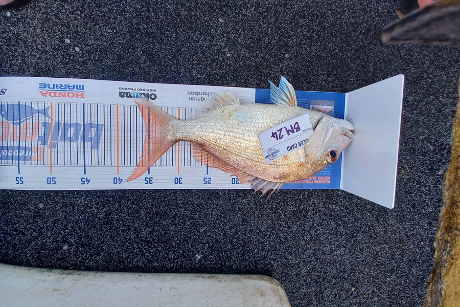 Sandra Dicker caught this 35.5cm Snapper at Auckland during The Export NZ Fishing Competition