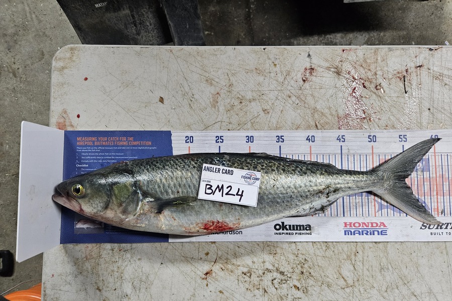 Shane Wilson caught this 55.0cm Kahawai at Hawkes Bay during The Export NZ Fishing Competition