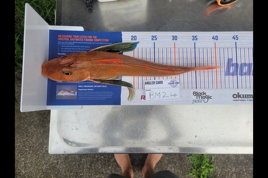 Matt Baird caught this 39.0cm Gurnard at Auckland during The Export NZ Fishing Competition