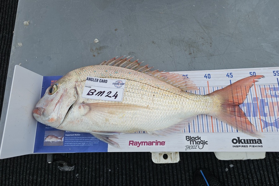Frank van Vroonhoven caught this 46.0cm Snapper at Bay of Plenty during The Export NZ Fishing Competition