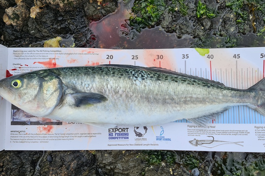 KJ Thomas caught this 52.0cm Kahawai at Northland during The Export NZ Fishing Competition