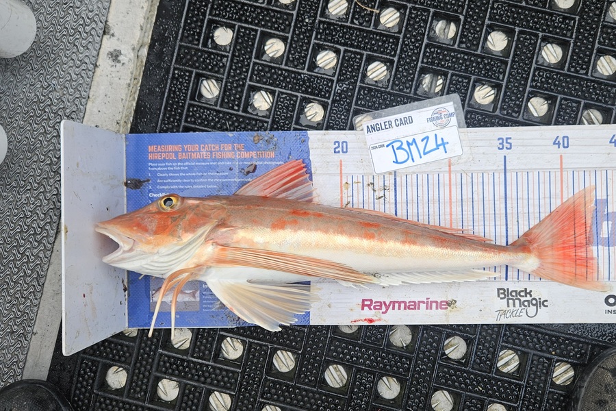 David Kovacs caught this 42.5cm Gurnard at Wellington during The Export NZ Fishing Competition