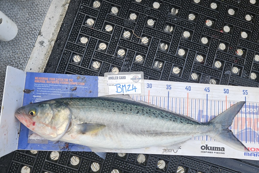 David Kovacs caught this 50.0cm Kahawai at Wellington during The Export NZ Fishing Competition