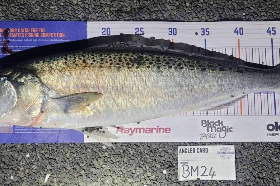 Reid Cameron caught this 50.5cm Kahawai at Hawkes Bay during The Export NZ Fishing Competition