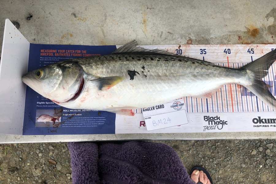 james towers caught this 46.0cm Kahawai at Auckland during The Export NZ Fishing Competition