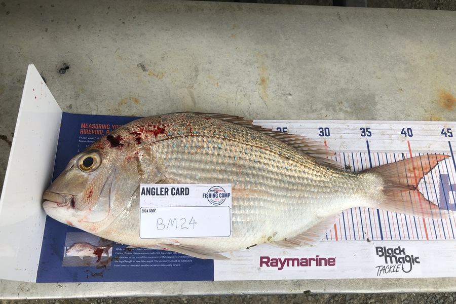 james towers caught this 40.0cm Snapper at Auckland during The Export NZ Fishing Competition