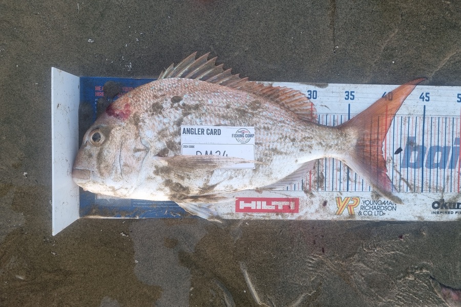 Jayden Emtage caught this 39.5cm Snapper at Northland during The Export NZ Fishing Competition