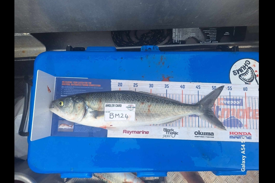 Reid Soole caught this 49.0cm Kahawai at Auckland during The Export NZ Fishing Competition