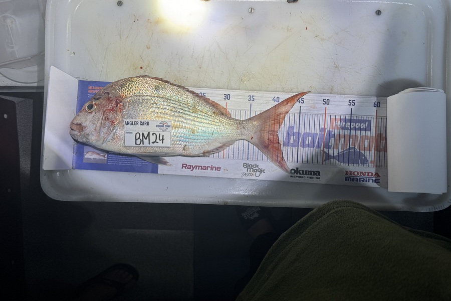 Nigel Beer  caught this 40.5cm Snapper at Coromandel during The Export NZ Fishing Competition